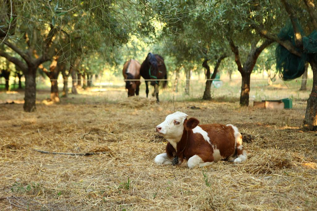 Agriturismo Il Pozzo Casal Velino Buitenkant foto