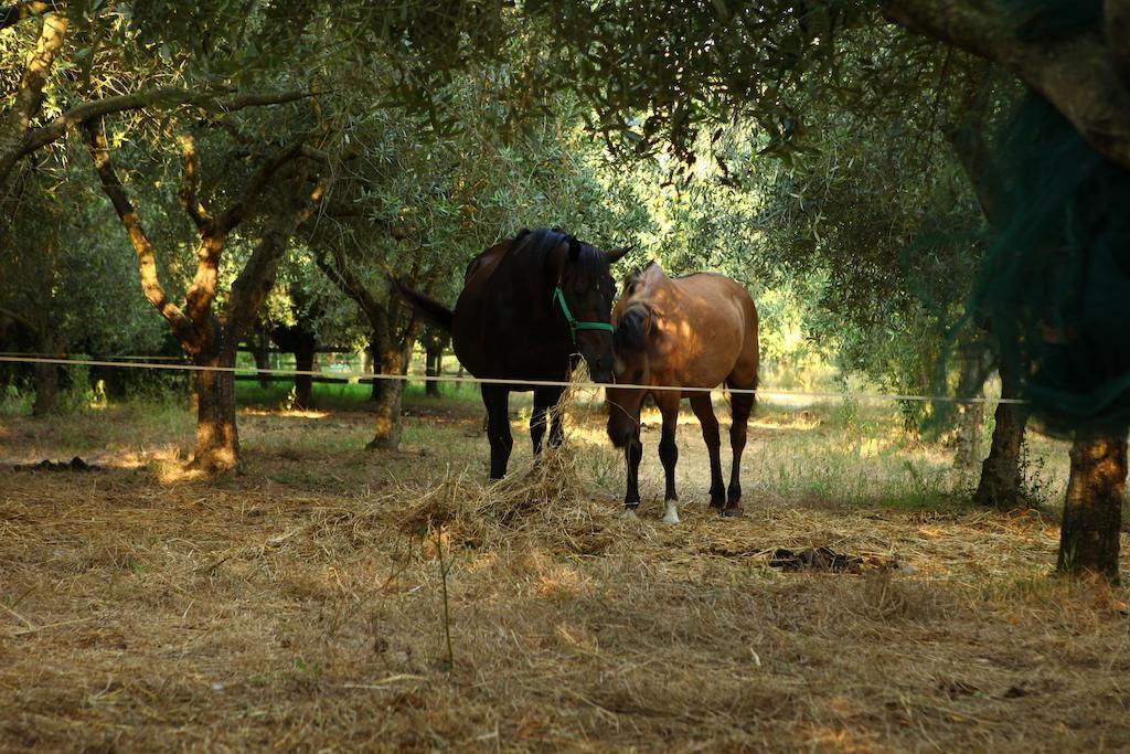 Agriturismo Il Pozzo Casal Velino Buitenkant foto